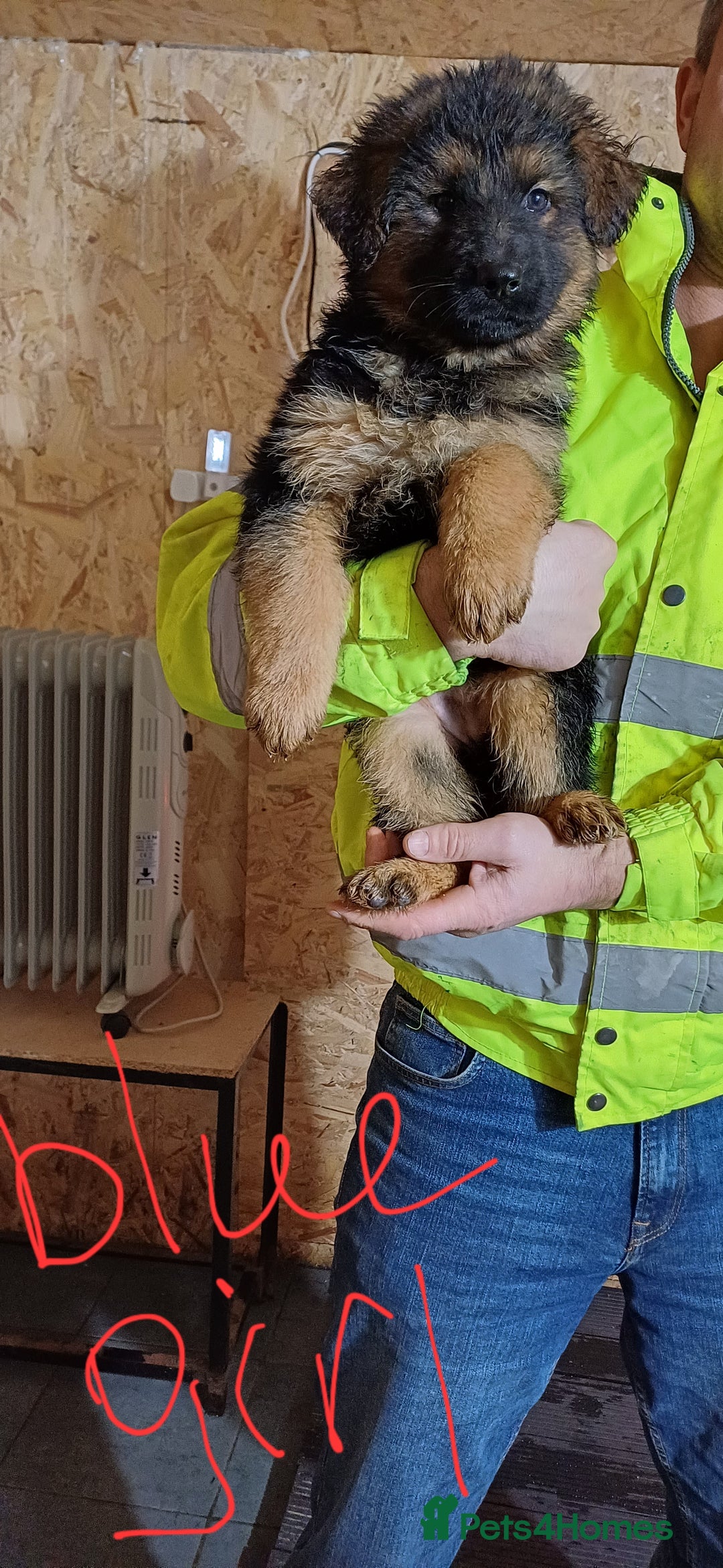 German Shepherd dogs for sale: Chunky German Sheperd puppies - Advert 3