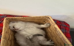 British Longhair cats for sale: TOP QUALITY BRITISH LONG HAIR KITTEN BOY  - Image 8