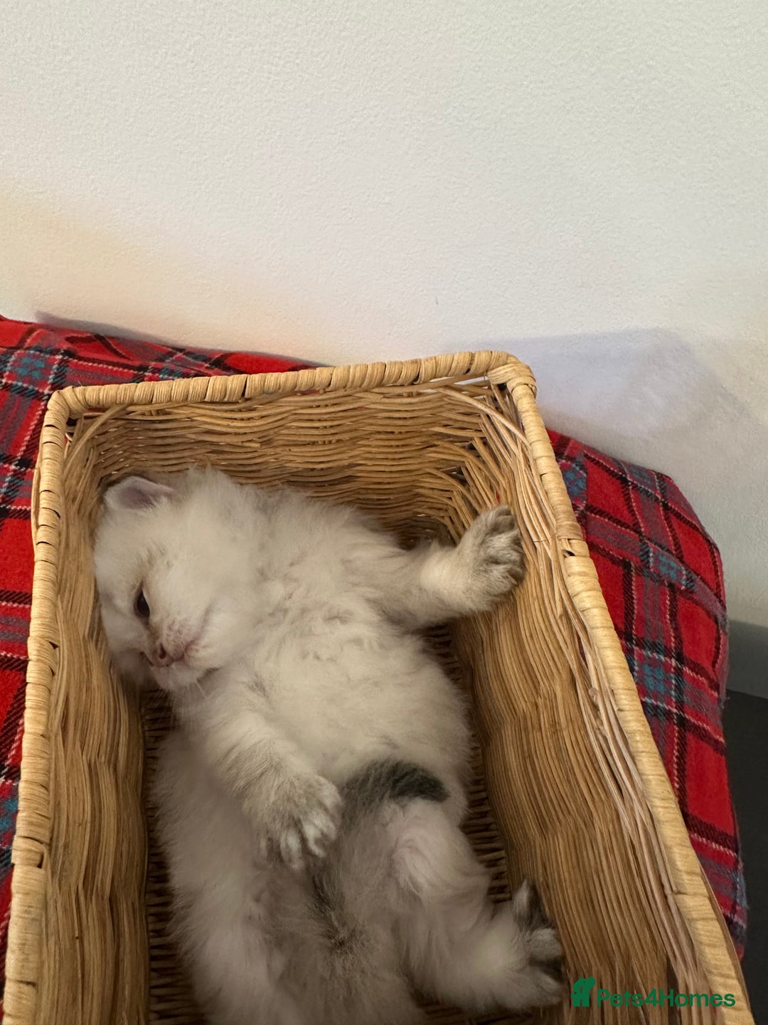 British Longhair cats for sale: TOP QUALITY BRITISH LONG HAIR KITTEN BOY  - Image 8
