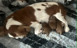 Toy Poodle dogs for stud: Ralph - Stud KC registered Toy Poodle  in Swadlincote - Image 11