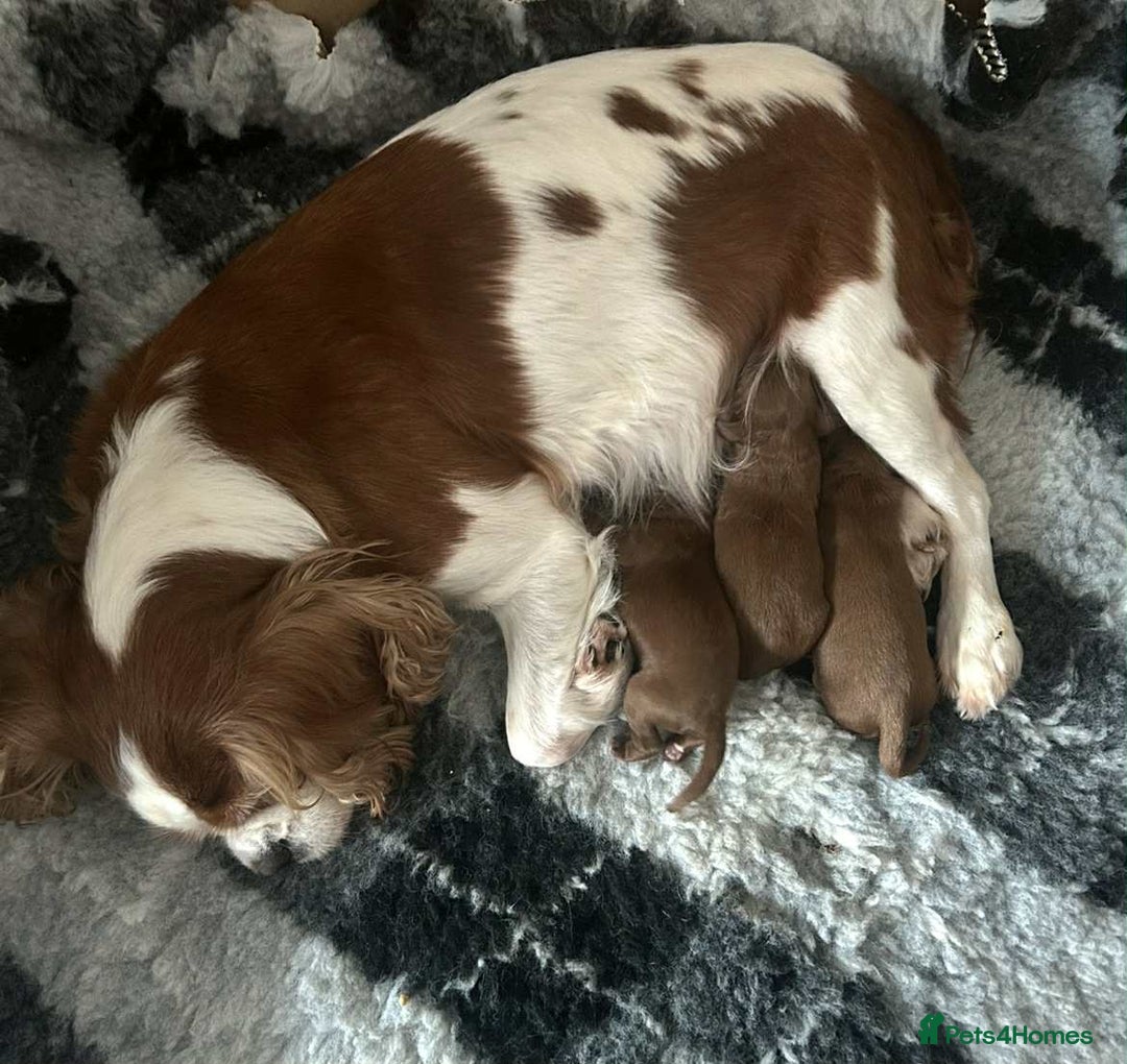Toy Poodle dogs for stud: Ralph - Stud KC registered Toy Poodle  in Swadlincote - Image 11