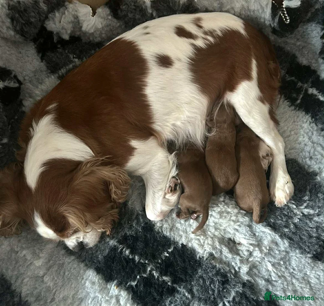 Toy Poodle dogs for stud: Ralph - Stud KC registered Toy Poodle  in Swadlincote - Advert 11