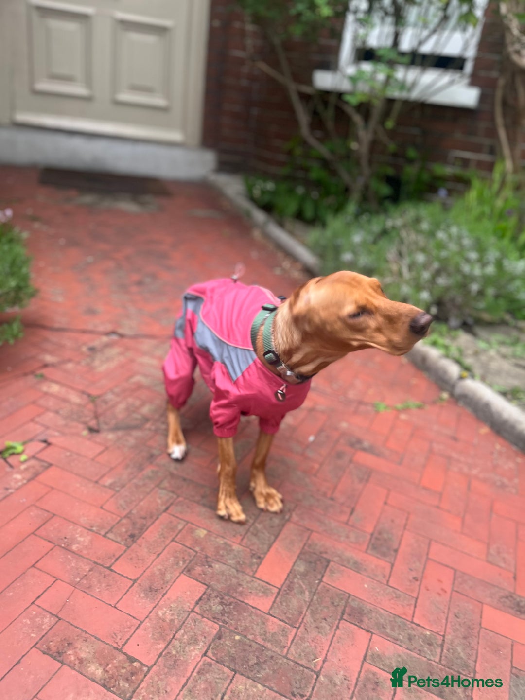 Mixed Breed dogs for sale: Hungarian Vizsla Mix - Image 12