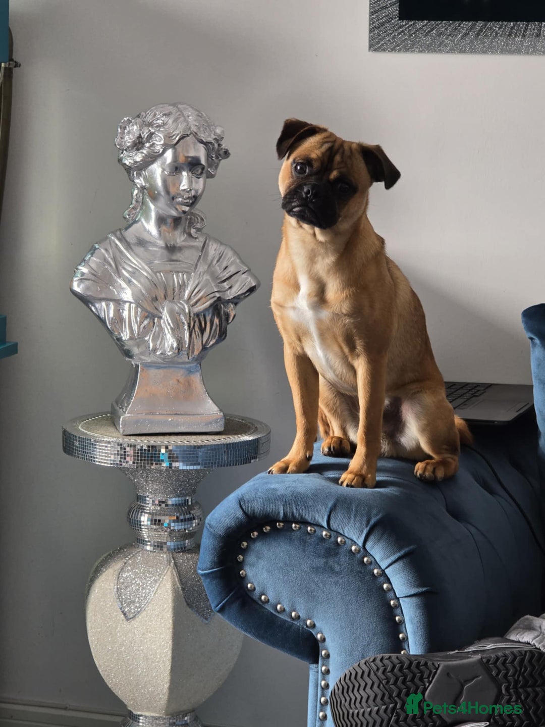 Jug dogs for sale: Pug*Jack Russell  - Image 2