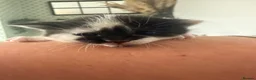 Mixed Breed cats for sale: 4x kittens  - Advert 9