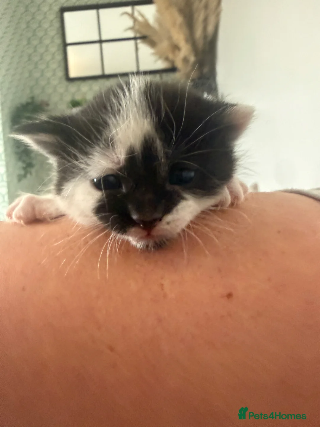 Mixed Breed cats for sale: 4x kittens  - Advert 9