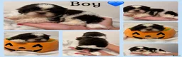 Shih Tzu dogs for sale: 9 beautiful Shih Tuz pups 🩷💙 - Advert 3