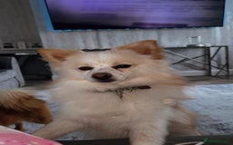 Pomeranian dogs for sale: Tri Pomeranian  - Image 1