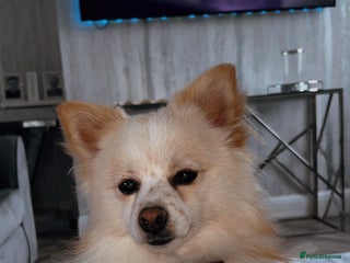 Pomeranian dogs - Advert 4