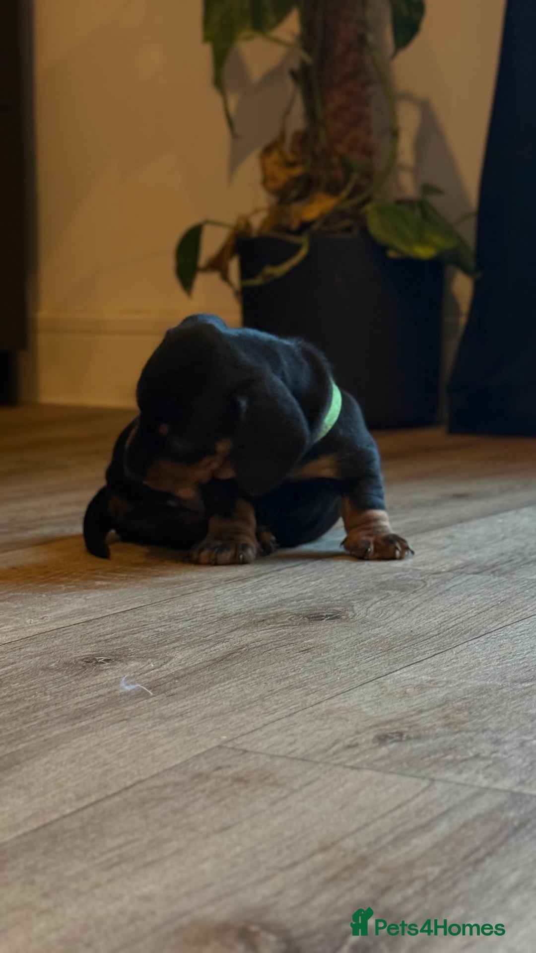 Miniature Dachshund dogs for sale: ⭐️OUTSTANDING MINI DACHSHUND PUPS⭐️  - Advert 10