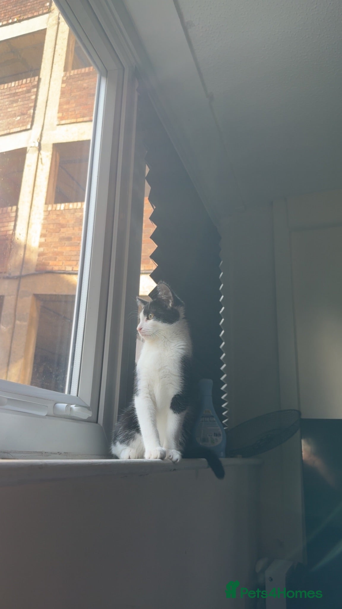 Mixed Breed cats Male tuxedo kitten  - Advert 1