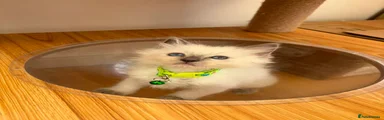Ragdoll 1