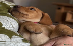 Labrador Retriever dogs for sale: KC registered Labrador pups - Image 1