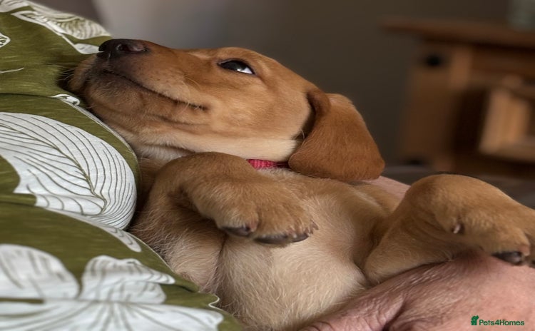 Labrador Retriever dogs - Advert 3