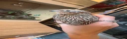 Quail poultry for sale: Tibetan x Italian cross coturnix quail (Male) in Ellesmere Port - Advert 2