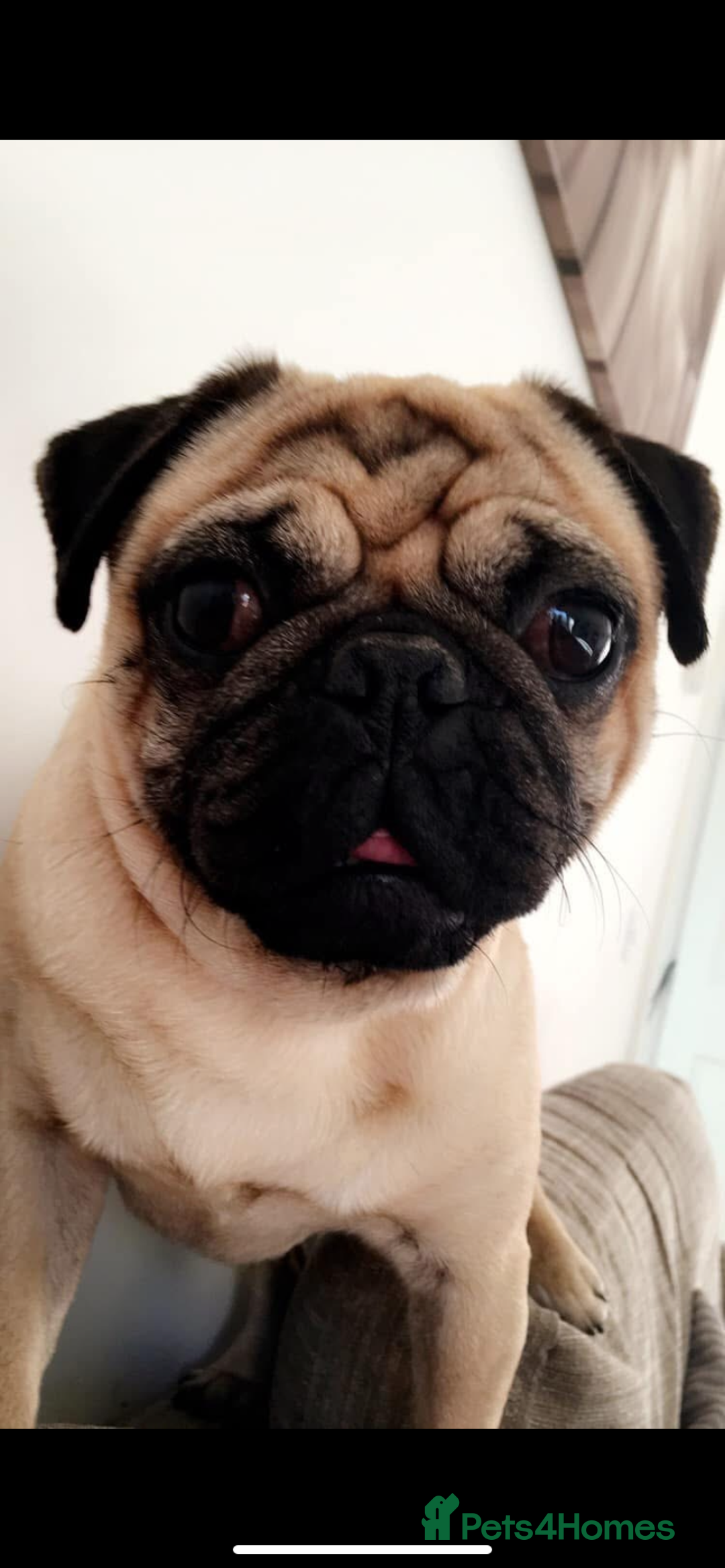 Jug dogs for sale: Jug pups for sale  - Advert 2