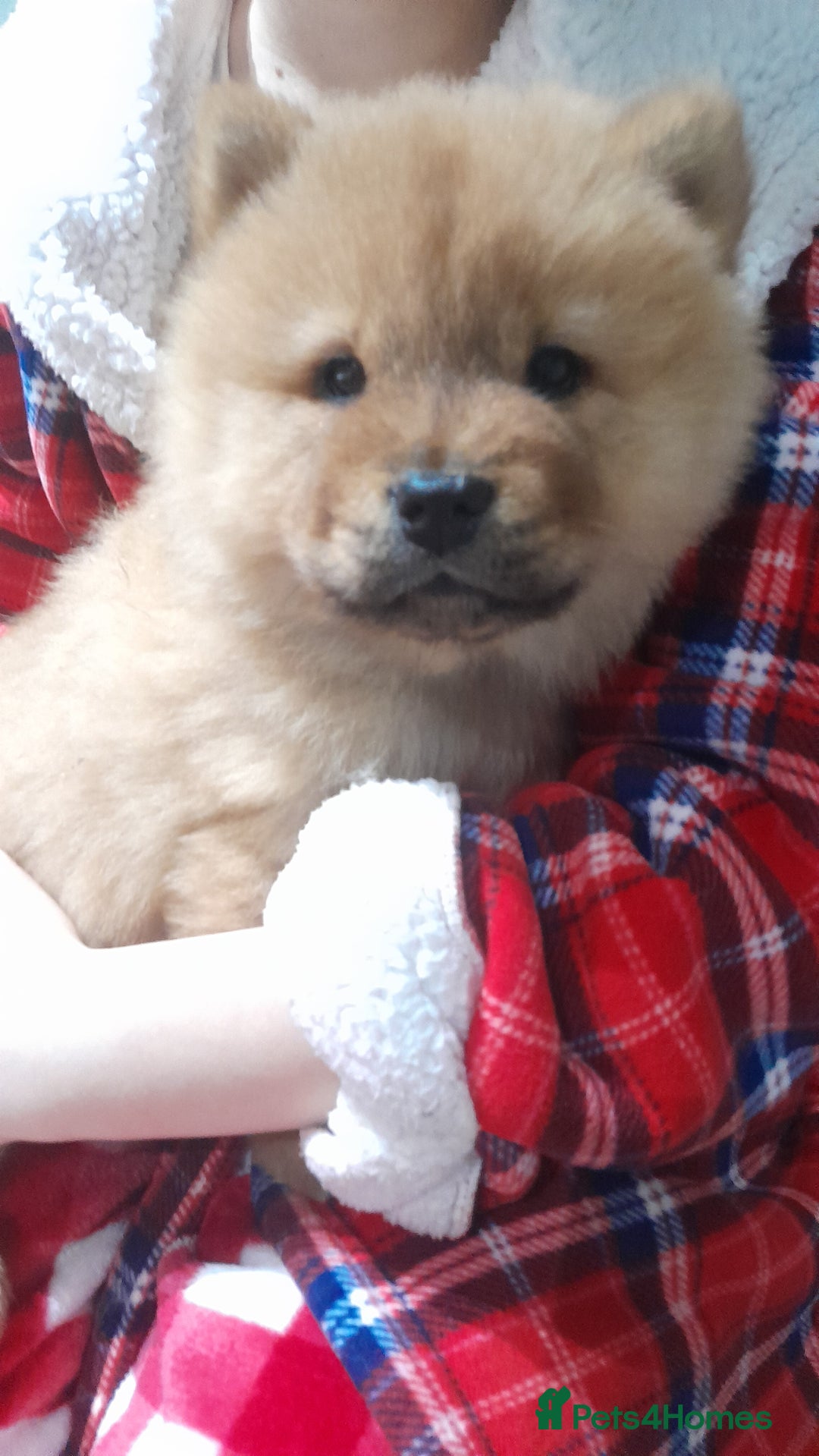 Chow Chow dogs for sale: Chow chow puppies  - Advert 6