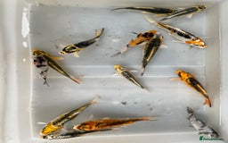 Koi Carp fish for sale: 💥QUALITY KOI CARP COLOURFUL NICE SELECTION💥 - Image 4