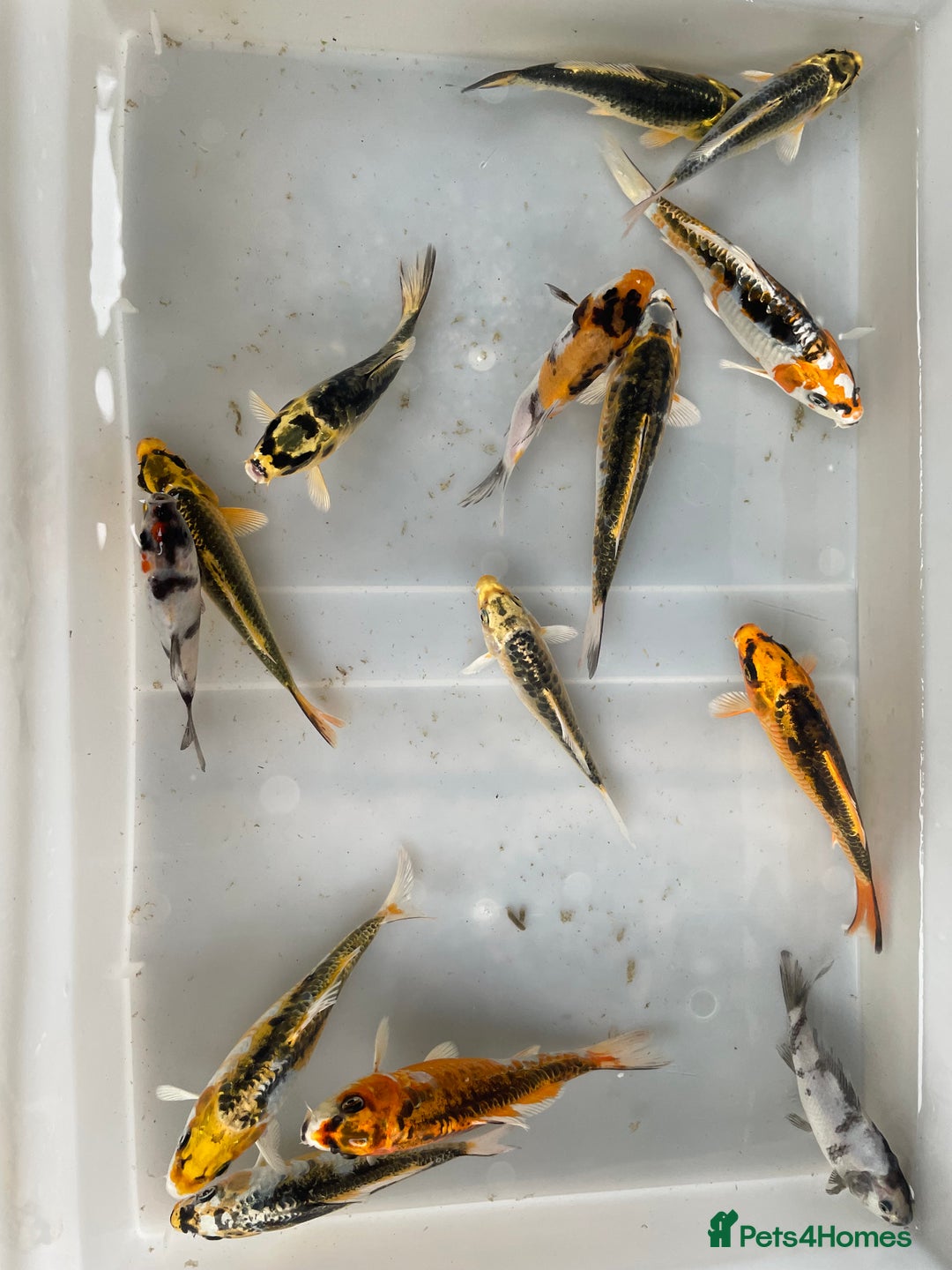 Koi Carp fish for sale: 💥QUALITY KOI CARP COLOURFUL NICE SELECTION💥 - Image 4