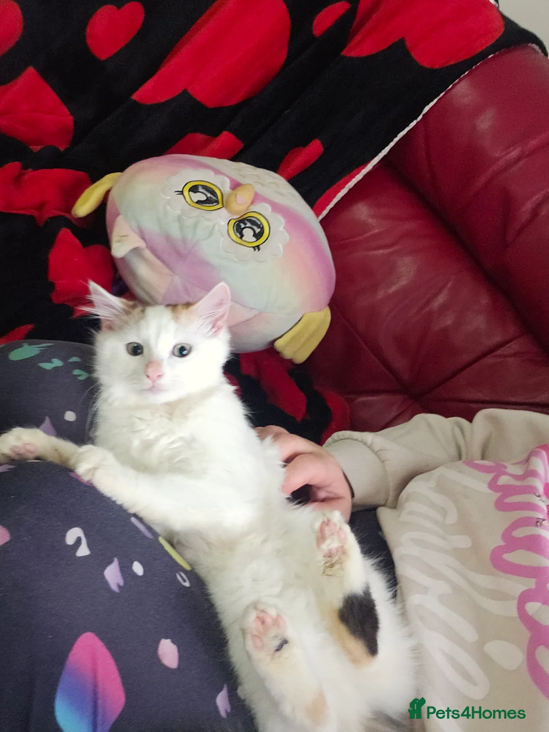 Mixed Breed cats for sale: ​🐾 Precious Bottle-Fed & Hand-Raised Kittens ❣️ - Advert 4