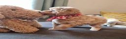 Shihpoo dogs for sale: Gorgeous Little Shihpoo Pups sold Fully Vaccinated - Advert 23