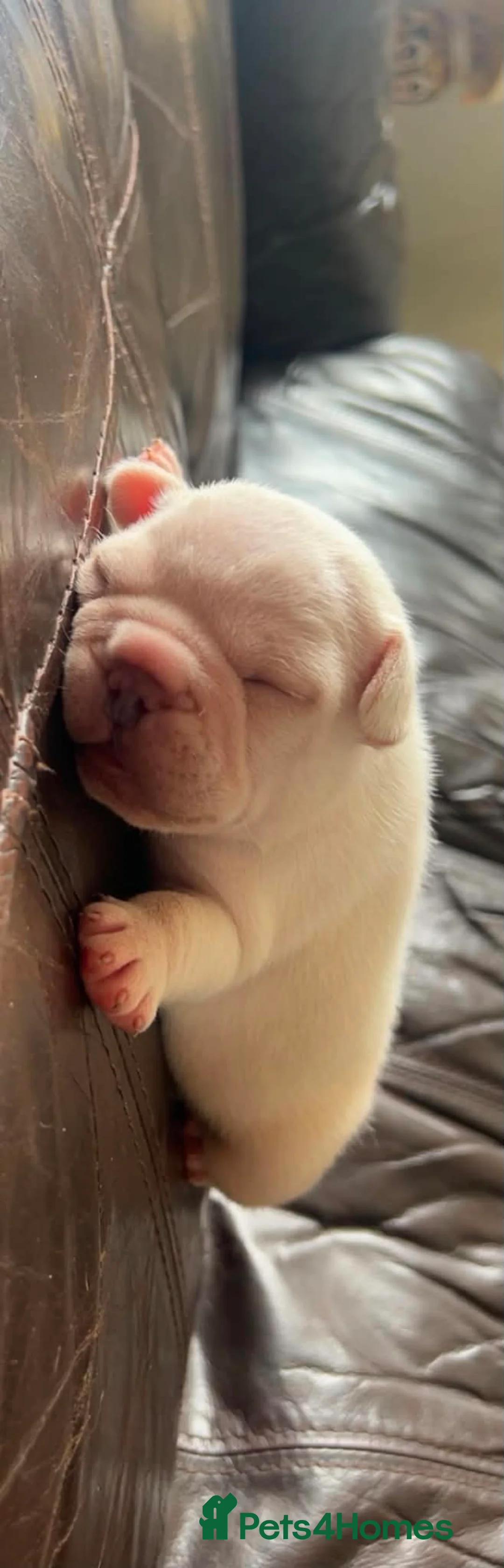 French Bulldog dogs for sale: Kc French bulldog puppy male - Advert 2
