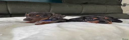 Miniature Dachshund dogs for sale: 6 cute miniature dachshund pupps available  - Advert 14