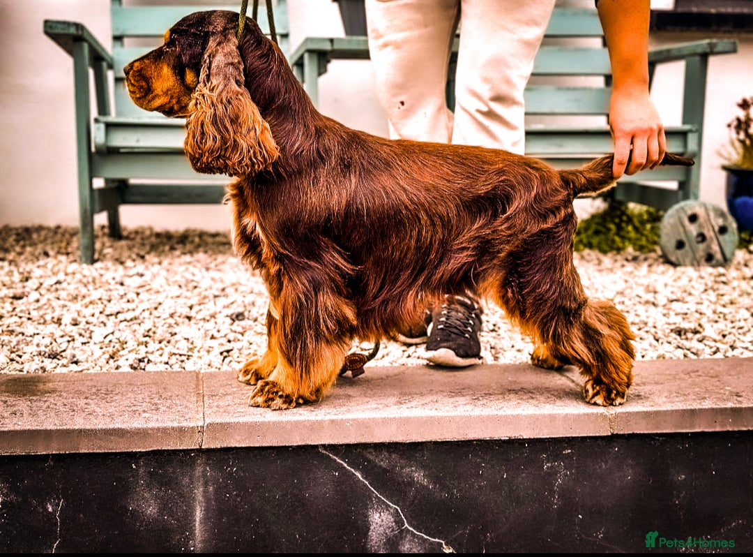 Cocker Spaniel dogs for stud: KC registered Chocolate and tan cocker stud  - Advert 3