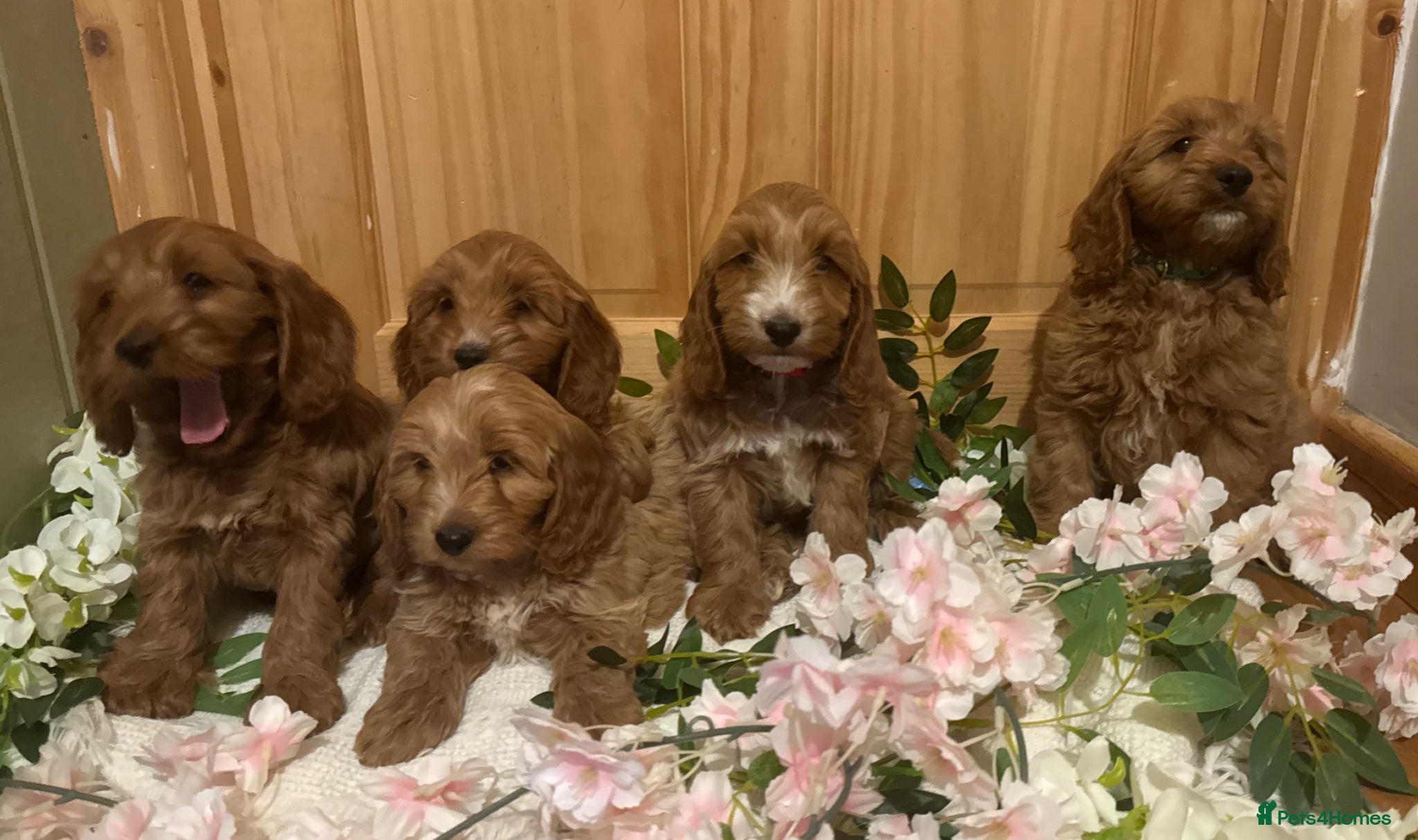 Cockapoo dogs Gorgeous show type cockapoo Puppys  - Advert 7