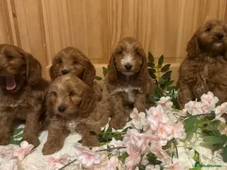 Cockapoo dogs Gorgeous show type cockapoo Puppys - Advert 7