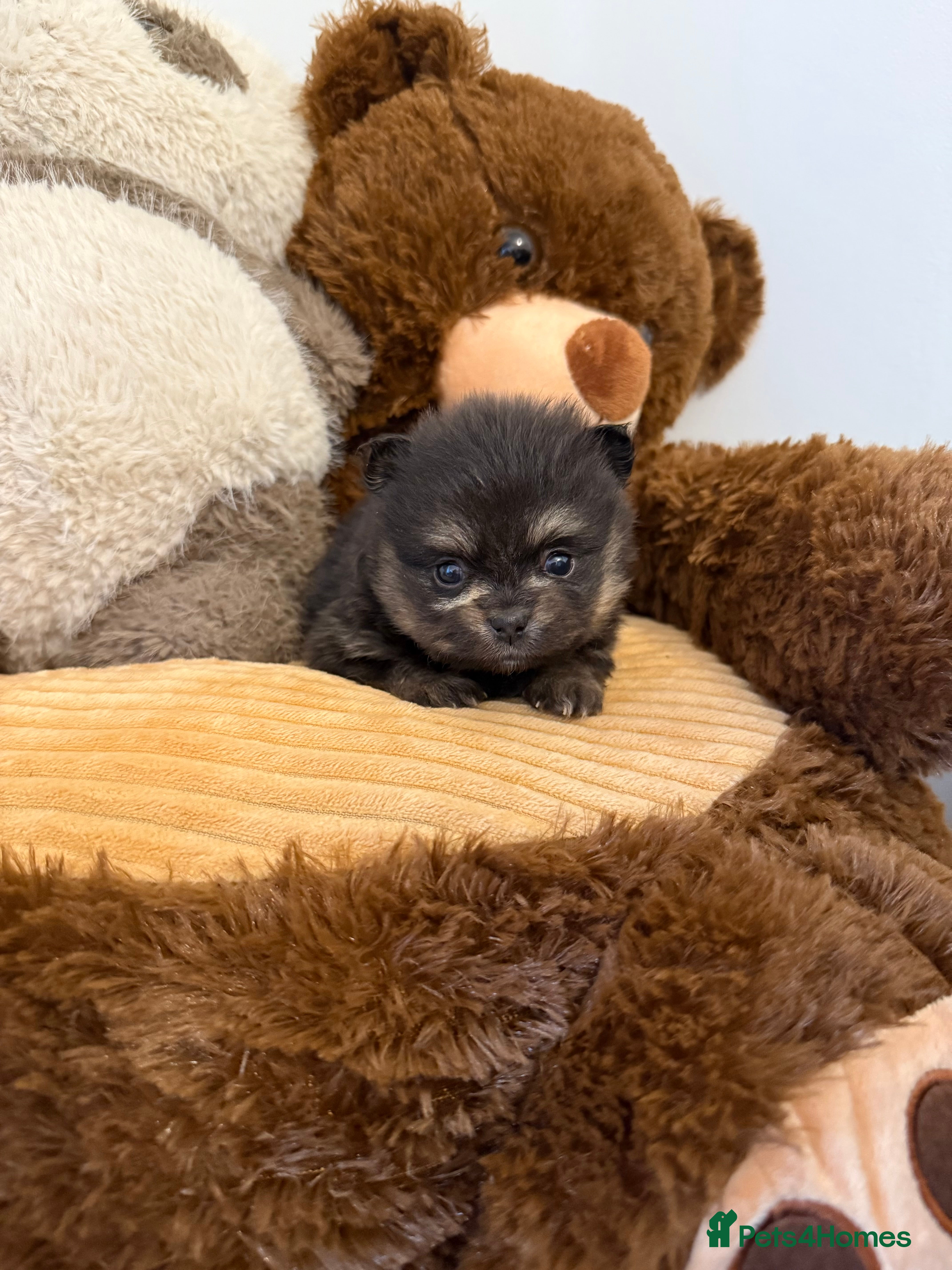 Pomeranian dogs Black and tan girls 🖤🧡💖 - Advert 1