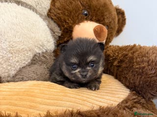 Pomeranian dogs Black and tan girls 🖤🧡💖 - Advert 1