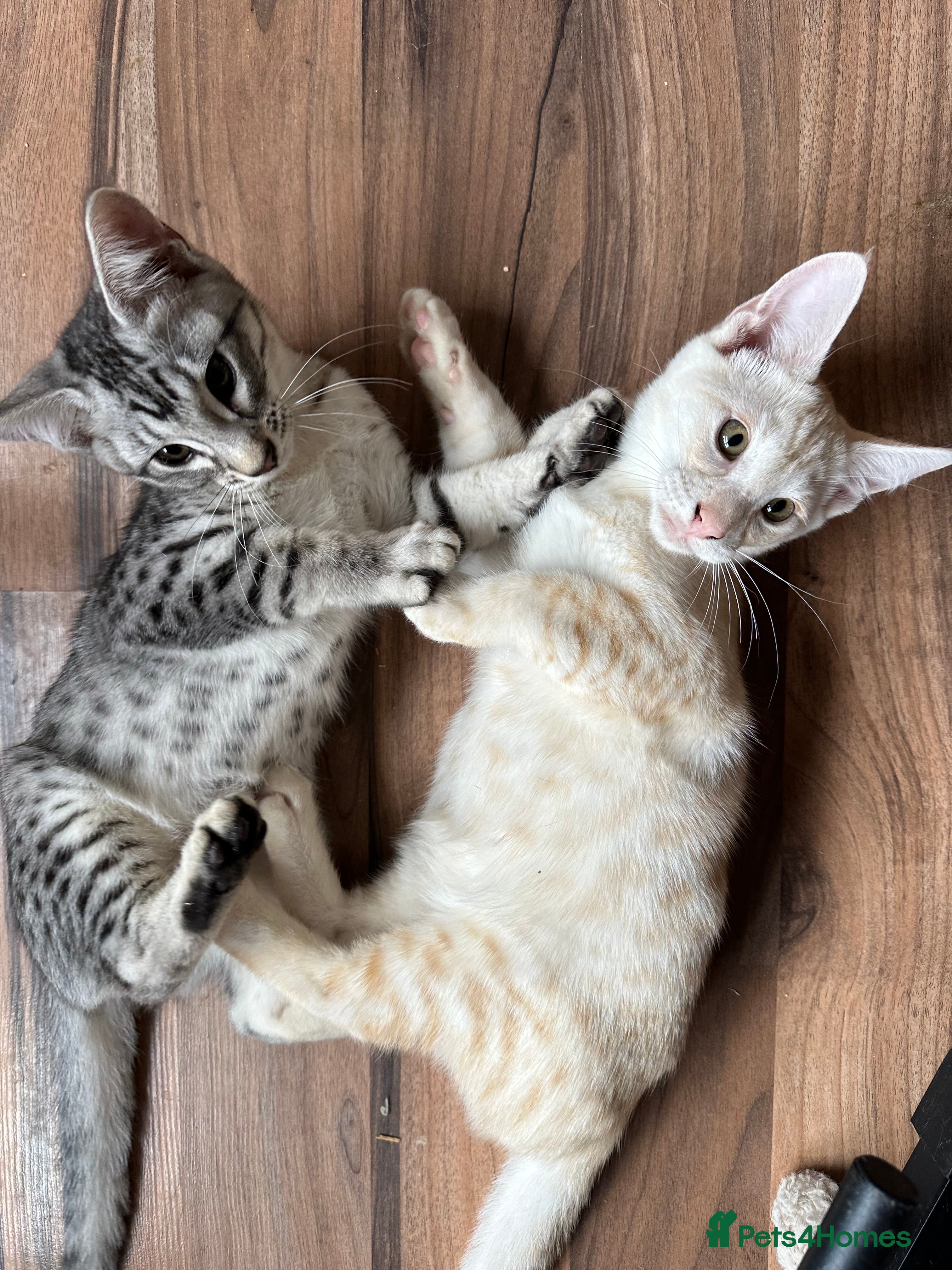 Mixed Breed cats for sale: Amazing Crossed Bengals Available  - Advert 3