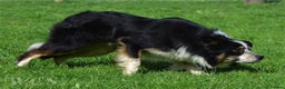 Border Collie dogs for stud: Rough coated , Tri colour Border Collie at Stud.  - Advert 8