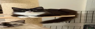 Male black and white kitten 