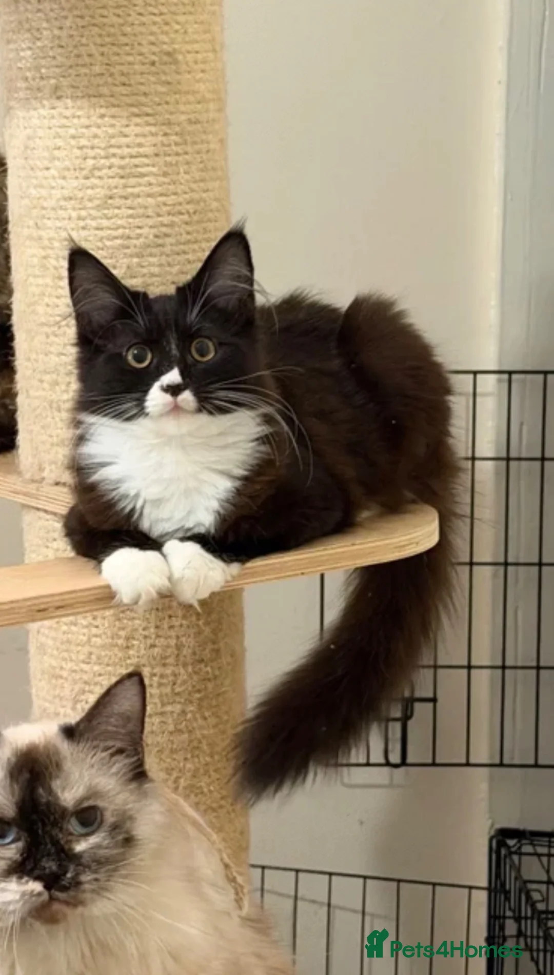 Maine Coon cats for sale: Maincoon x Ragdoll kitten male - Advert 4