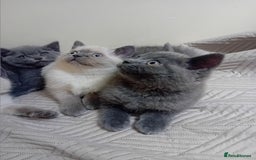 British Shorthair cats for sale: British shorthair kitten,  boy still available  - Image 9