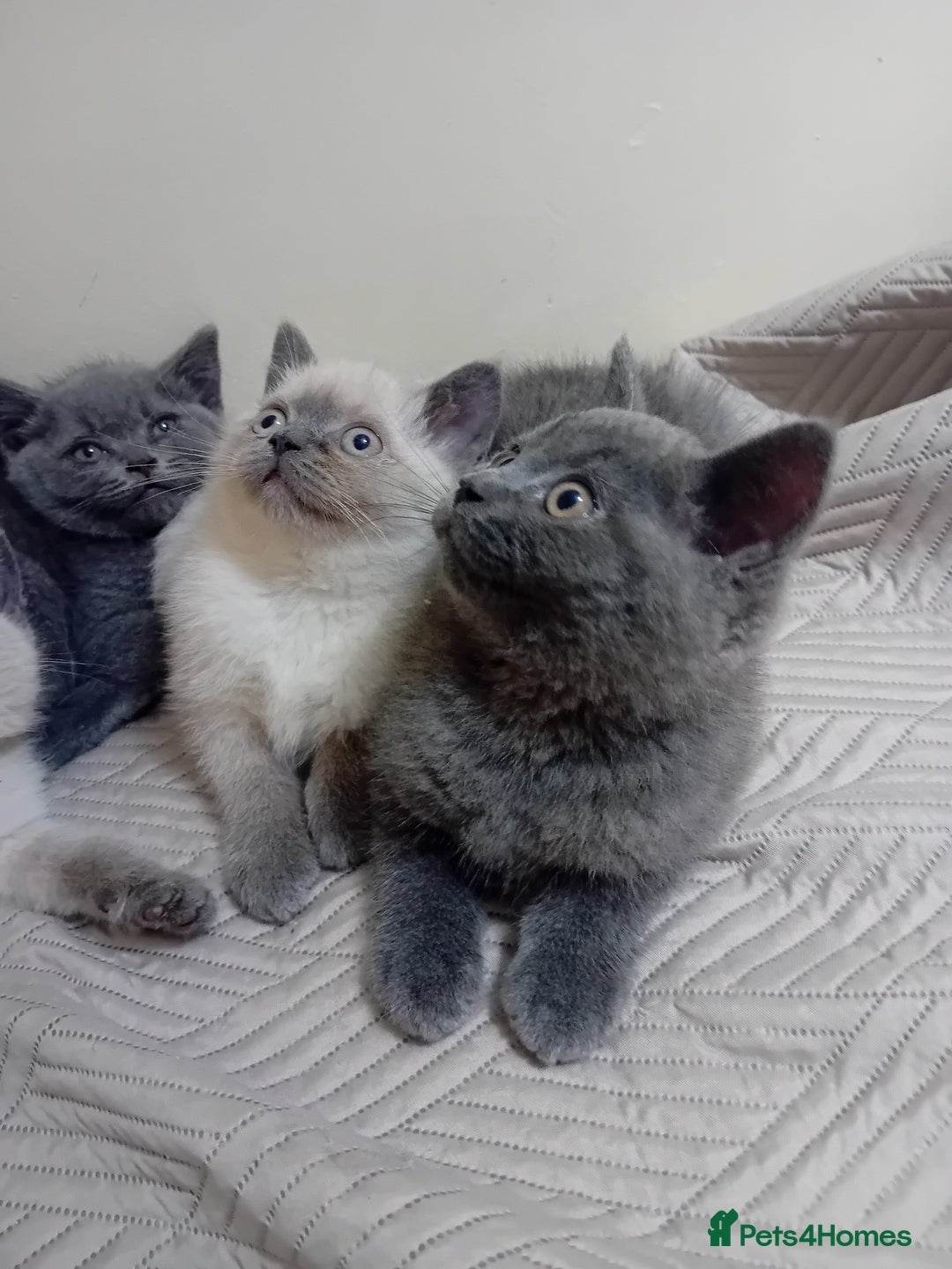 British Shorthair cats for sale: British shorthair kitten,  boy still available  - Image 9