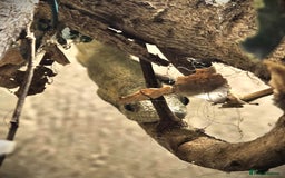 Gecko reptiles for sale: Bauers Chameleon Geckos & Set up - Image 2