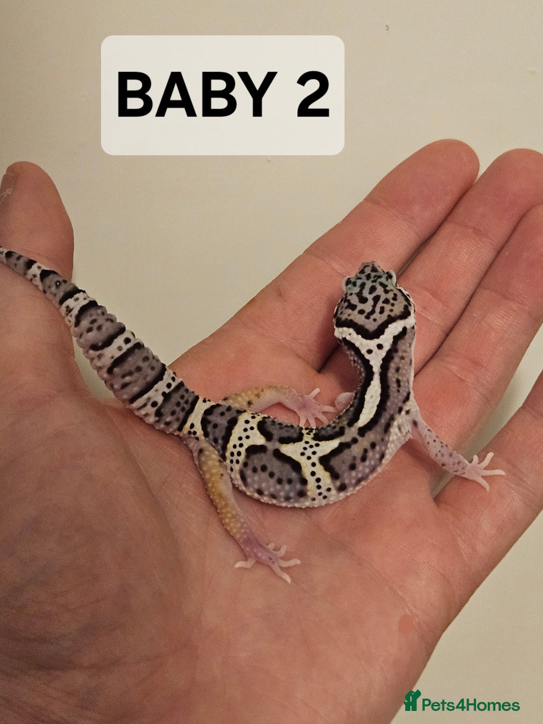 Leopard Gecko reptiles for sale: Home bred leopard geckos  - Image 8