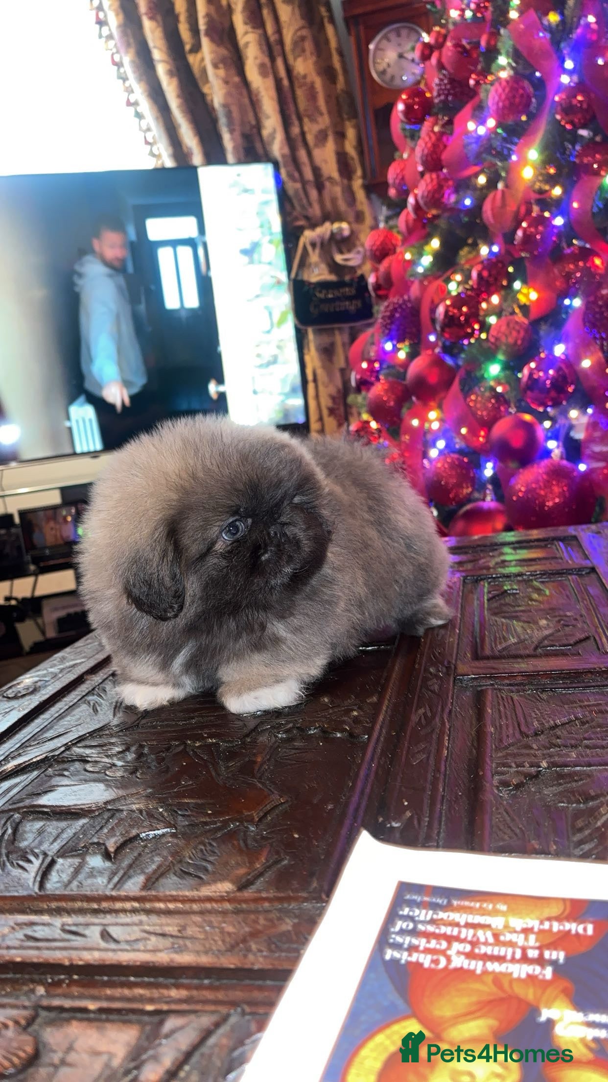 Pekingese dogs High quality Pekingese puppies  - Advert 2