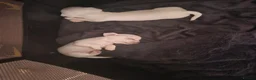 Chihuahua dogs for sale: Pure white chihuahua pups  in Bristol - Advert 3