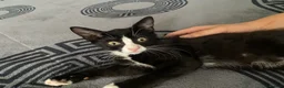 Mixed Breed cats for sale: 4 beautiful kittens! - Advert 3