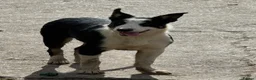 Border Collie dogs for sale: 2 X Male Welsh border collie pups in Crickhowell - Advert 12