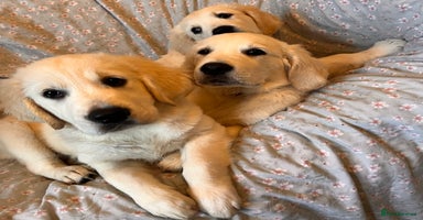Golden Retriever dogs in Doncaster - Advert 2
