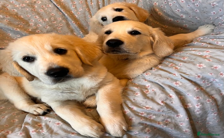 Golden Retriever dogs in Doncaster - Advert 3