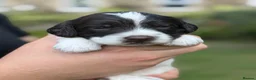 Sproodle dogs for sale: F1 Sproodles FULLY DNA 5⭐️ Licensed Breeder - Advert 19
