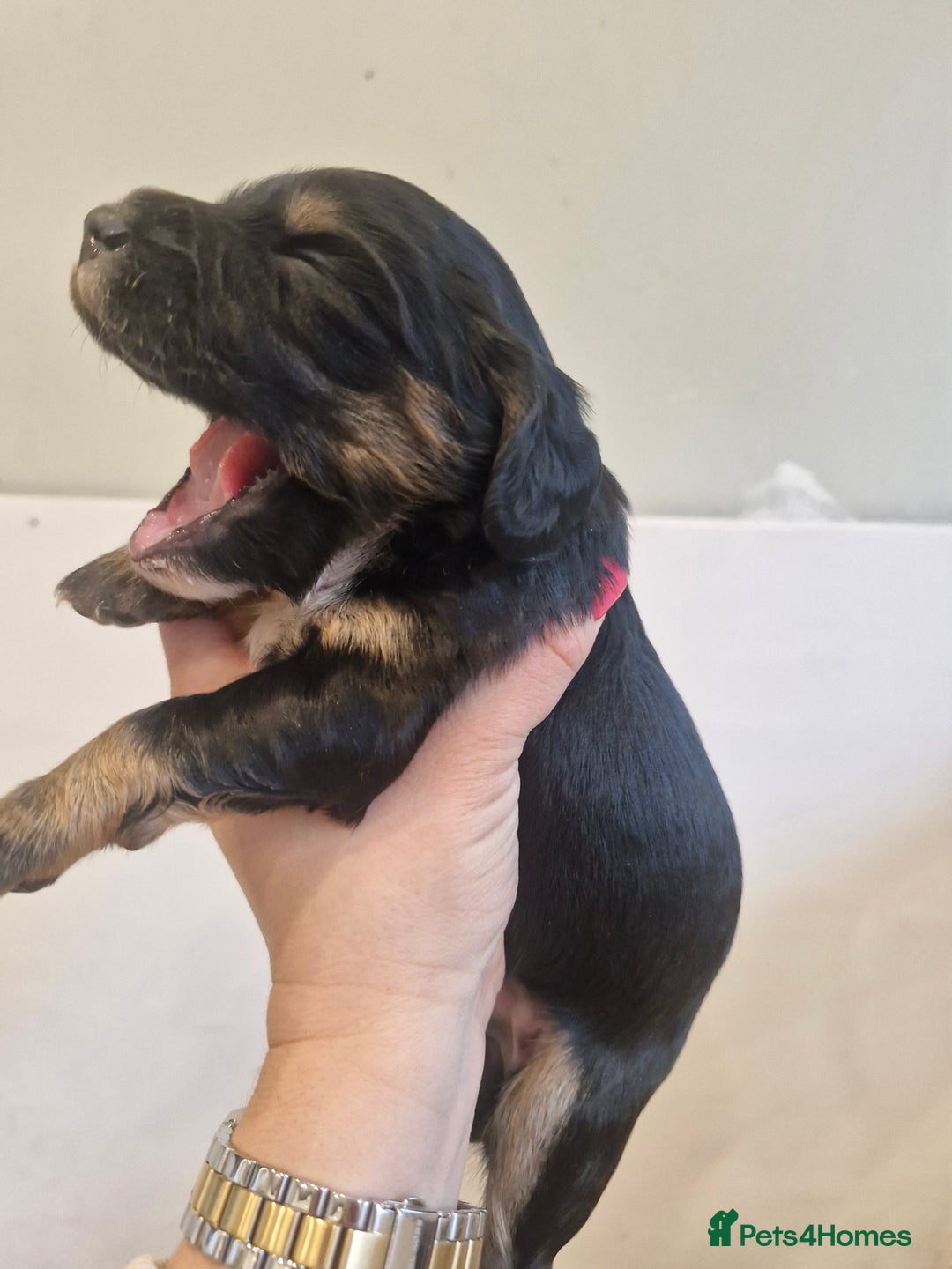 Sprocker dogs for sale: 🐾 Beautiful Sprocker Spaniel Puppies – £1000 🐾 - Advert 4