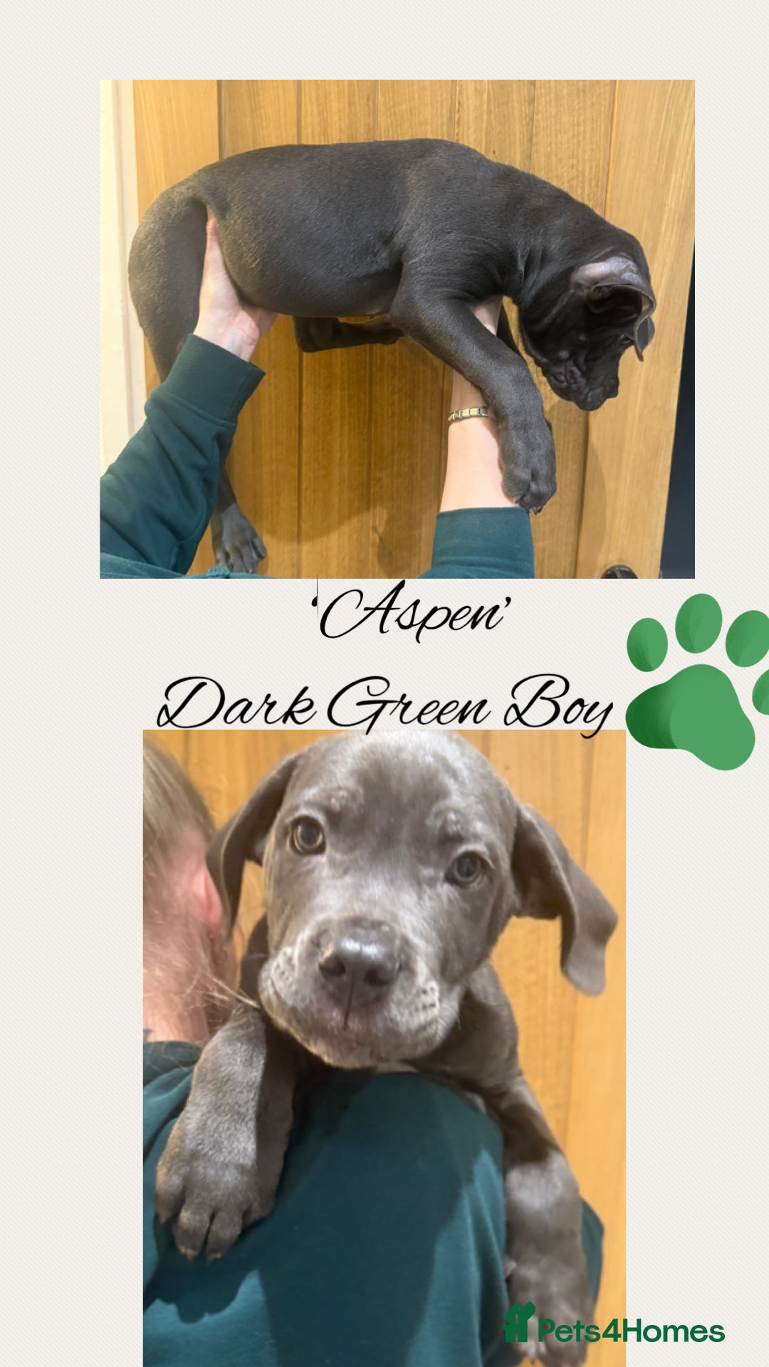 Cane Corso dogs for sale: 💎STUNNING Cane corso puppies 💎 - Advert 13