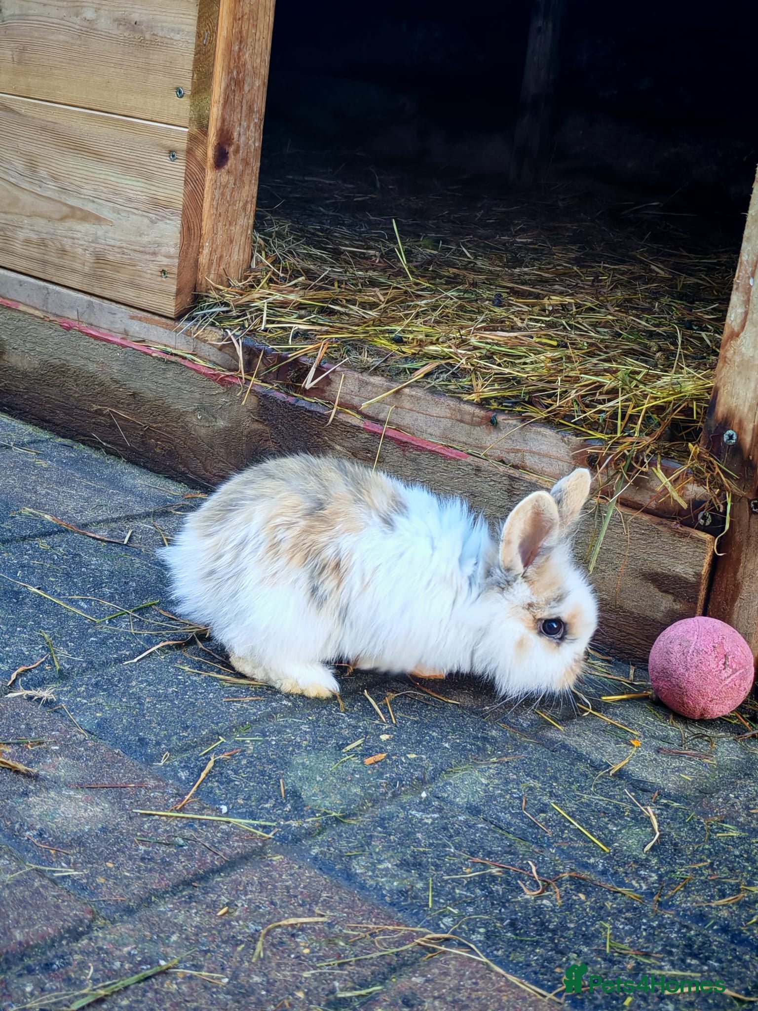 Mini Lion Lop rabbits Four Mini Lion Lops - Advert 6